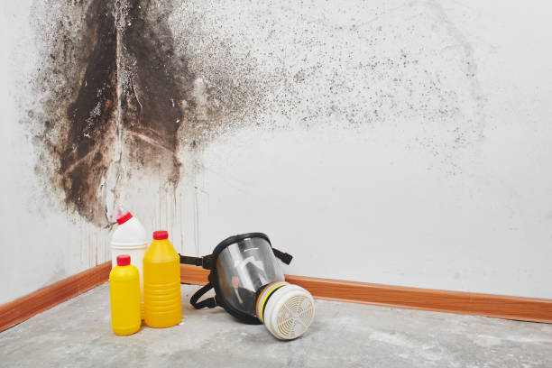 Best Residential Mold Remediation in Marysville, WA