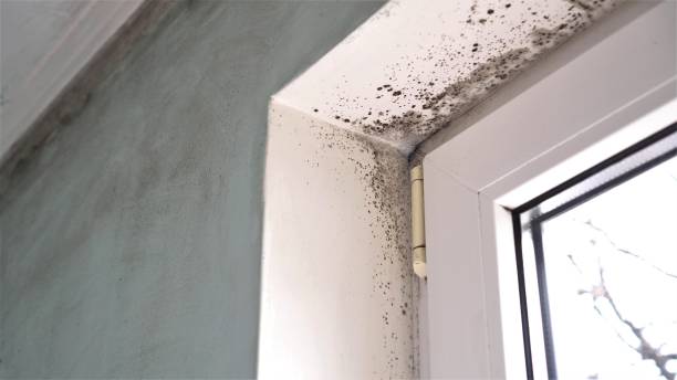 Best Attic Mold Remediation in Marysville, WA