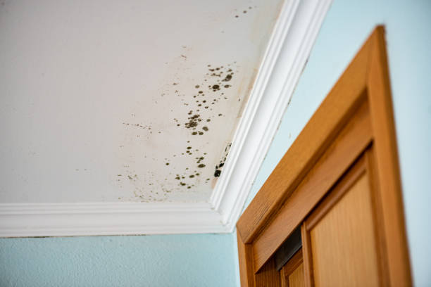 Best Commercial Mold Remediation in Marysville, WA