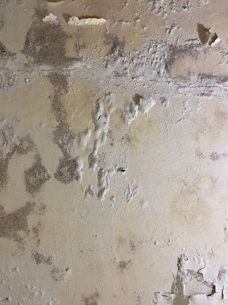 Best Insurance-Related Mold Remediation in Marysville, WA