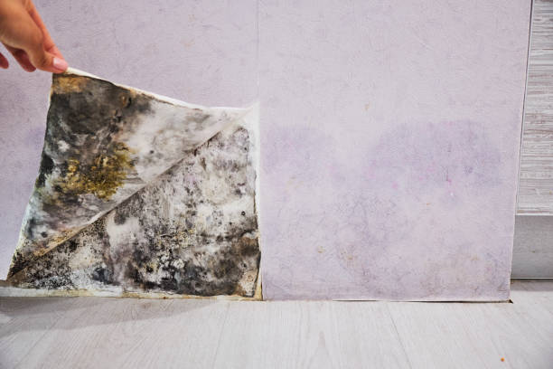 Best Localized Mold Remediation (e.g., coastal areas, humid climates) in Marysville, WA